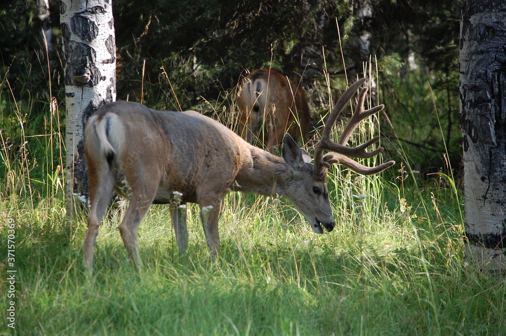 deer in the woods deer in the woods