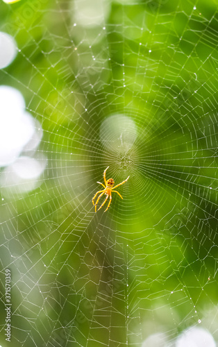 Spider sitting on web with green background. Chandpur, Bangladesh / 2020.