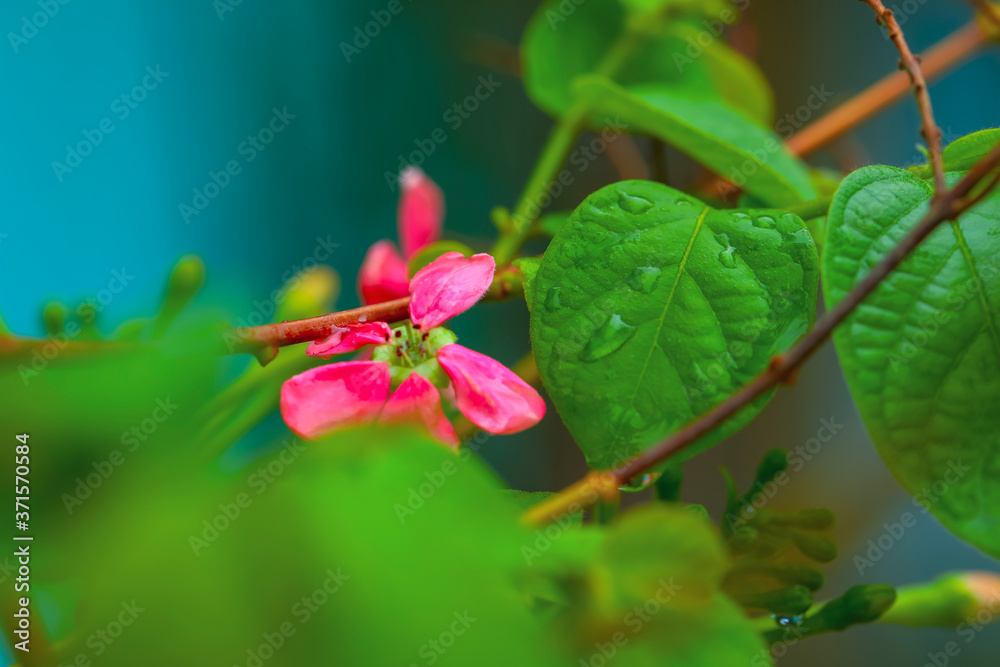 small red and pink flowers on green background, selective focus small red and pink flowers on green background, selective focus