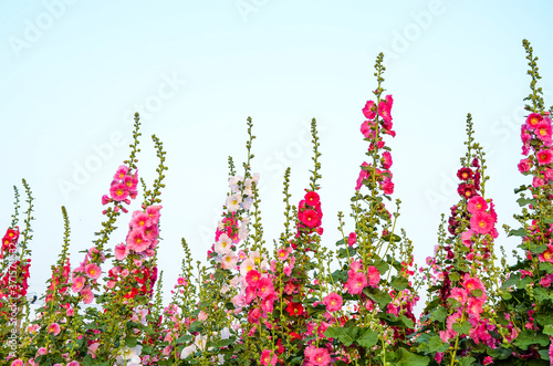 Alcea rosea or Hollyhock 