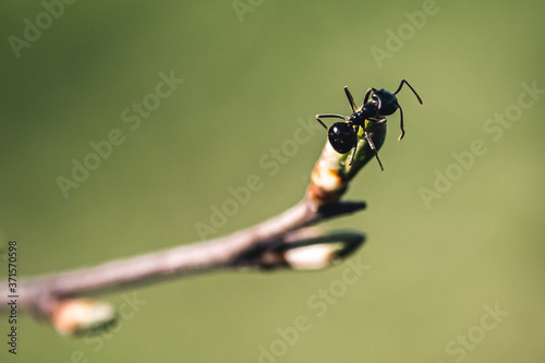 Eine Ameise ist am Ende ihres Weges angekommen © Mathias Spiekermann