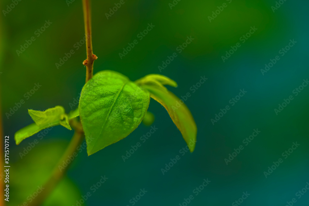 drops of transparent rain water on a green leaf macro drops of transparent rain water on a green leaf macro