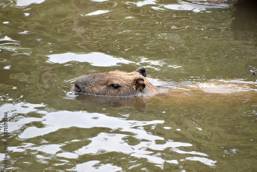 Fototapeta premium カピバラ