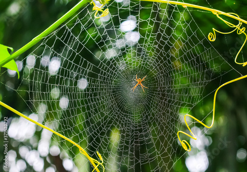 Spider sitting on web with green background. Dew drops on spider web (cobweb) closeup with green background for wallpaper. Chandpur, Bangladesh / 2020. photo