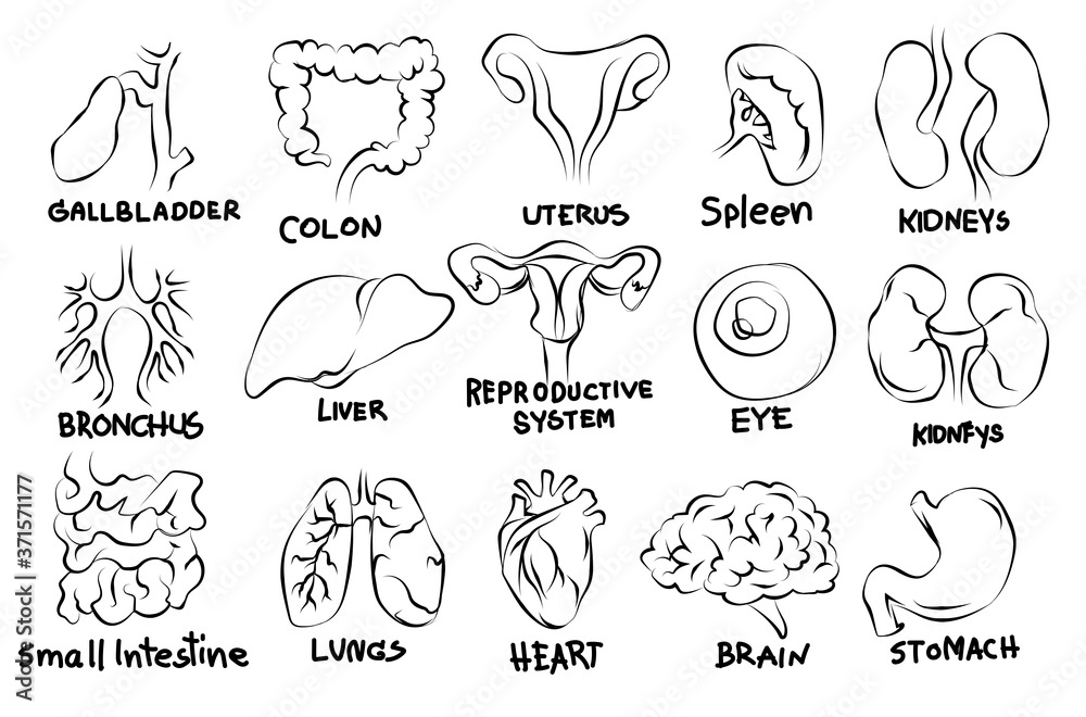 Human organs flat icons set sketch black and white