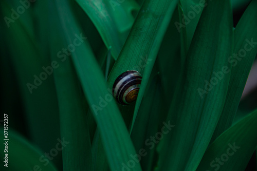 Le petit escargot  photo