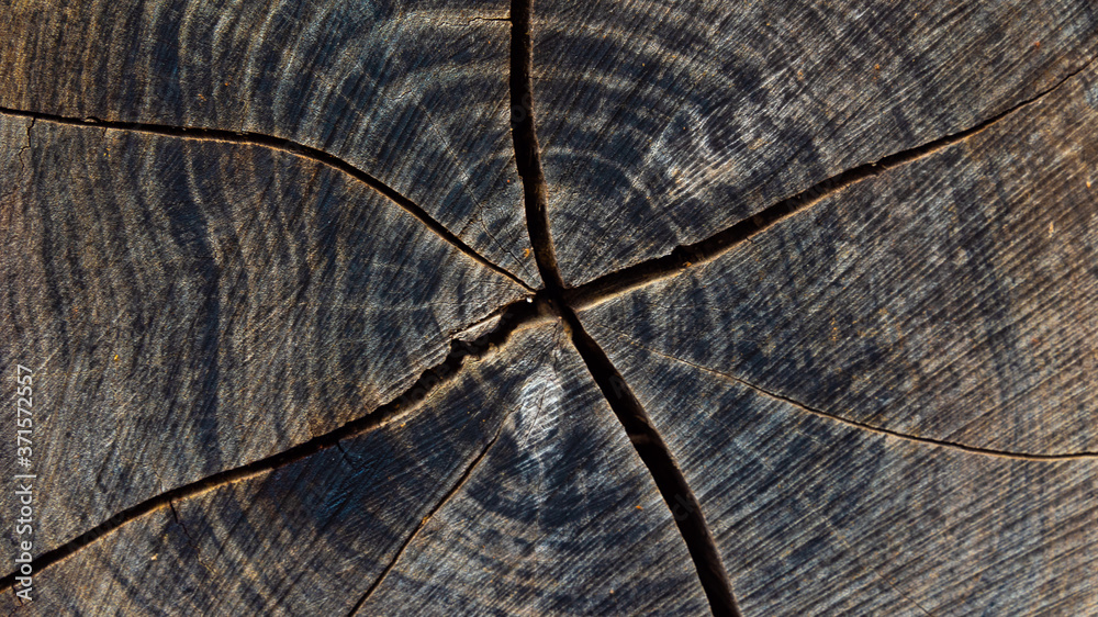 Fototapeta premium wood tree rings age