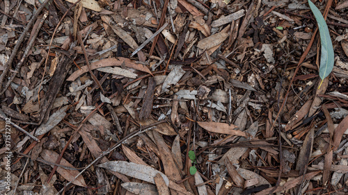 Sticks, bark texture mulch
