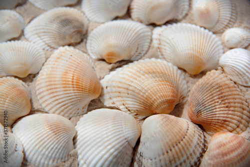 light seashells on the sand.