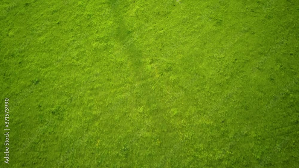 Aerial video flying over green grass field during sunset in spring Aerial video flying over green grass field during sunset in spring