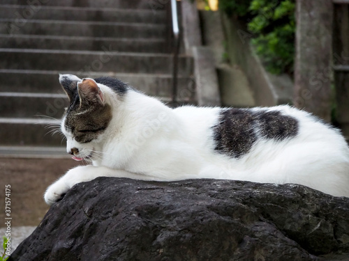 岩の上でくつろぐ野良猫 © tawa--mana