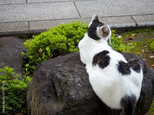 岩の上でくつろぐ野良猫