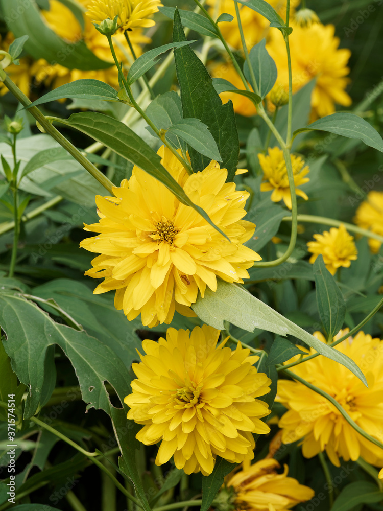 Rudbéckies laciniées 'Goldball' (Rudbeckia laciniata) aux fleurs doubles jaune lumineux aux ligules retombantes dans un feuillage vert glabre découpé et denté Rudbéckies laciniées 'Goldball' (Rudbeckia laciniata) aux fleurs doubles jaune lumineux aux ligules retombantes dans un feuillage vert glabre découpé et denté