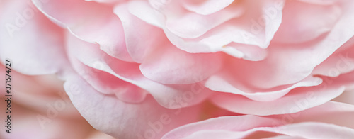 Soft focus  abstract floral background  pale pink rose petals. Macro flower backdrop for holiday brand design