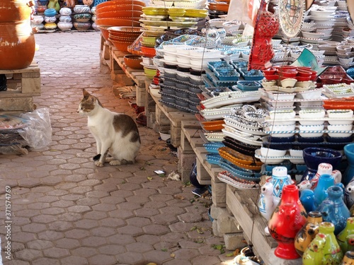 cat in the shop in houmt souk djerba tunisia photo
