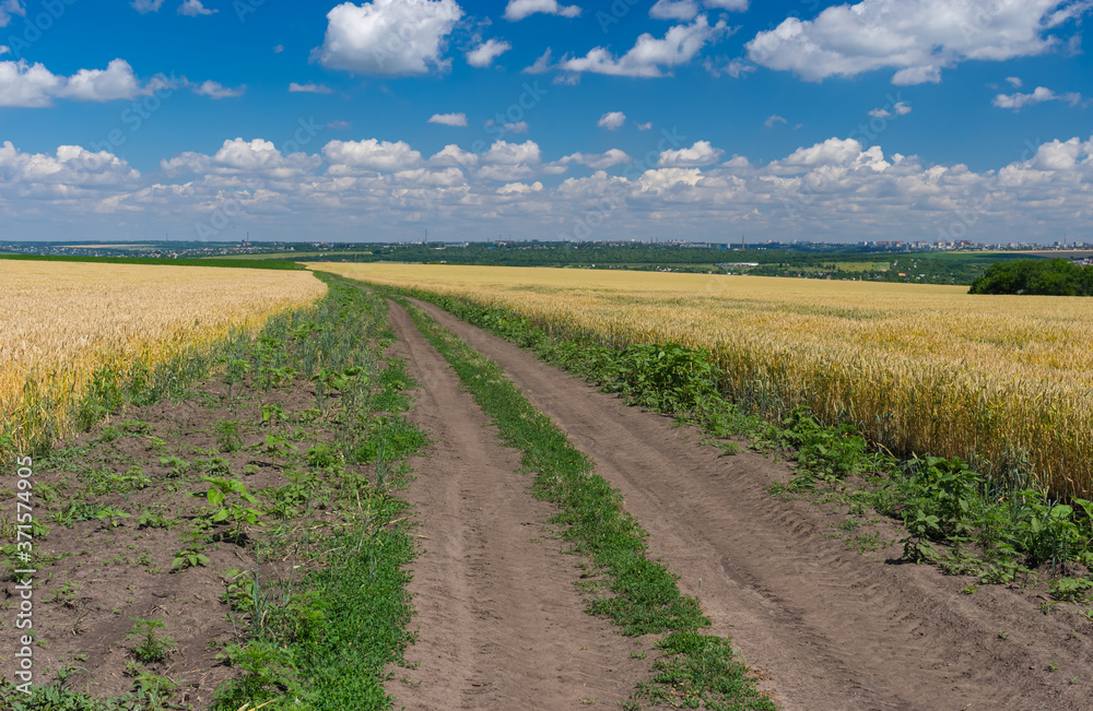 Ukrainian rural landscape with earth road among of wheat fields near Dnipro city at summer season