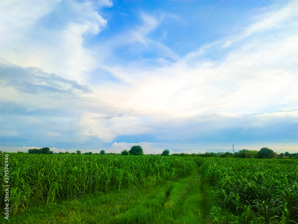 Fototapeta premium green field and blue sky