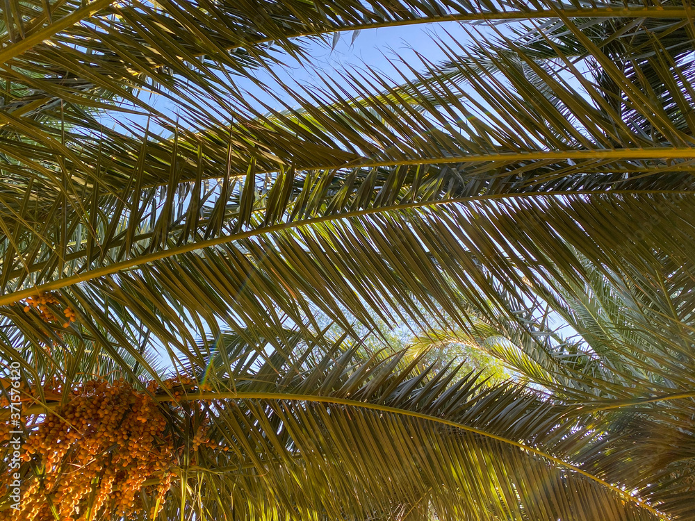 Fototapeta premium Palm tree and leaves with blue sky, tropical background, 