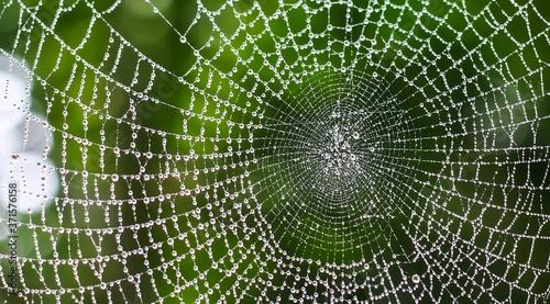 Spider sitting on web with green background. Chandpur, Bangladesh / 2020.