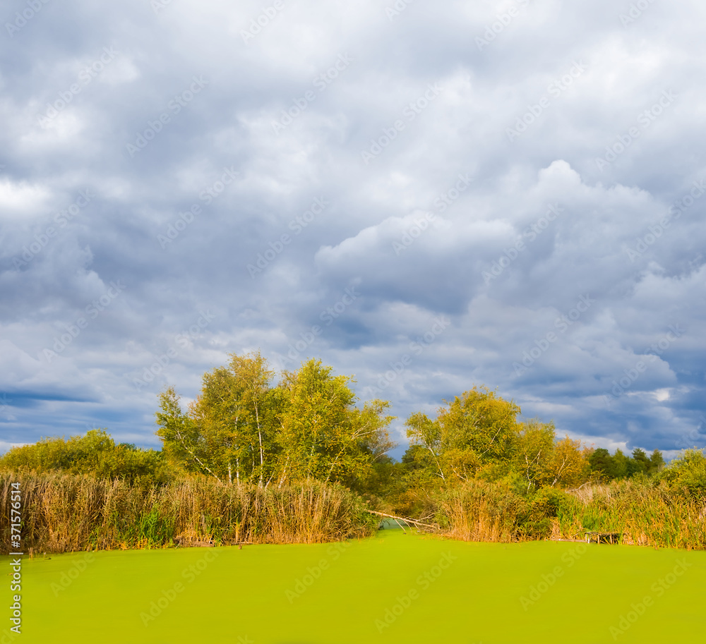 small lake in a forest cowered by a water-plant under a dense cloudy sky