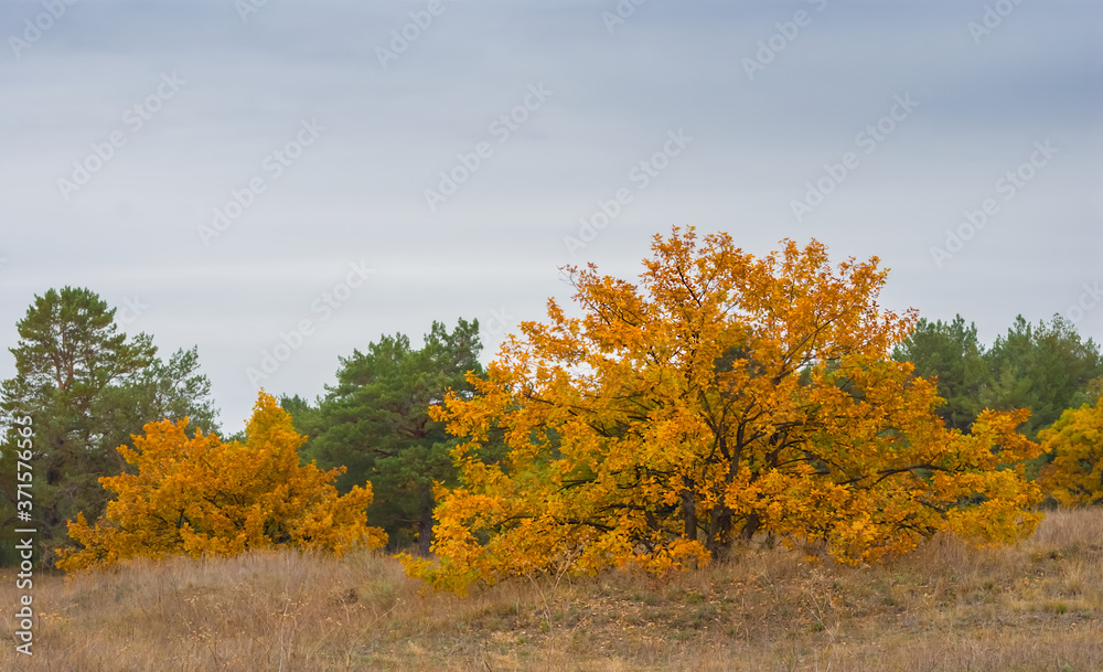 Fototapeta premium autumn oak forest under a densce cloudy sky