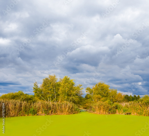 small lake in a forest cowered by a water-plant under a dense cloudy sky