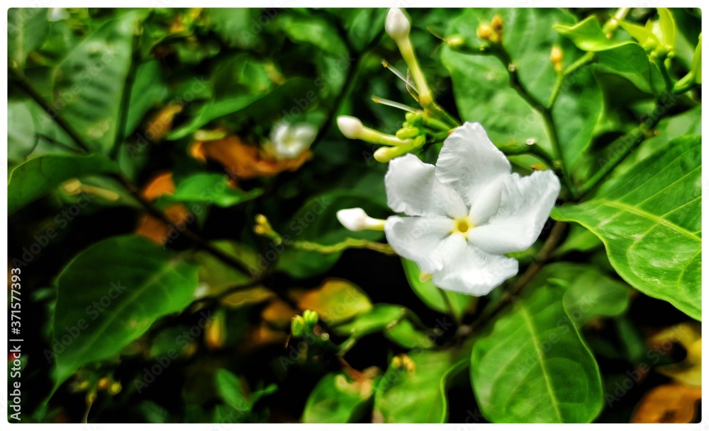 white flowers in garden white flowers in garden
