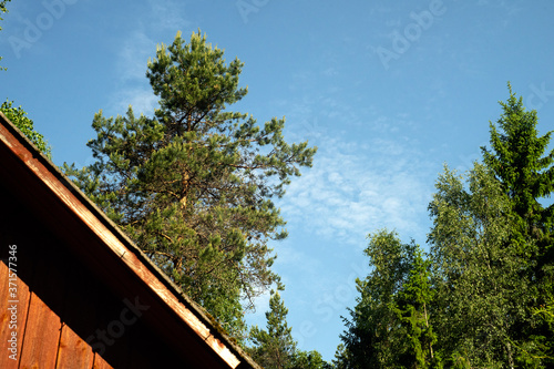 Roof of a wooden house, blue sky and trees in the background. Rural landscape.