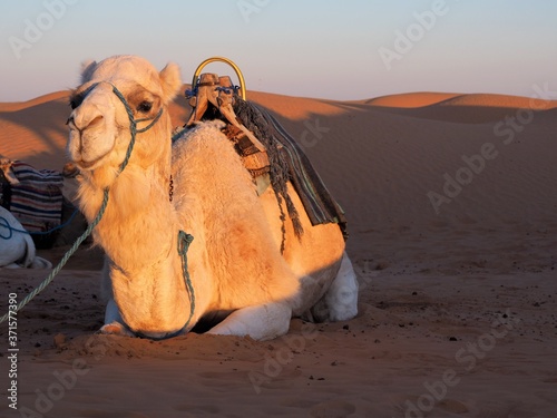 Camel in Ksar Ghilane photo