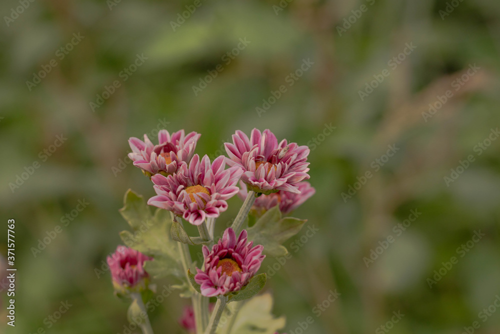 pink chrysanthemum bloom in spring season on blur background garden pink chrysanthemum bloom in spring season on blur background garden