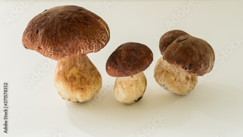 Three fresh wild mushrooms on white table with copy space
