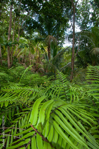 Tropical Jungle view with lush vegetation in Seychelles