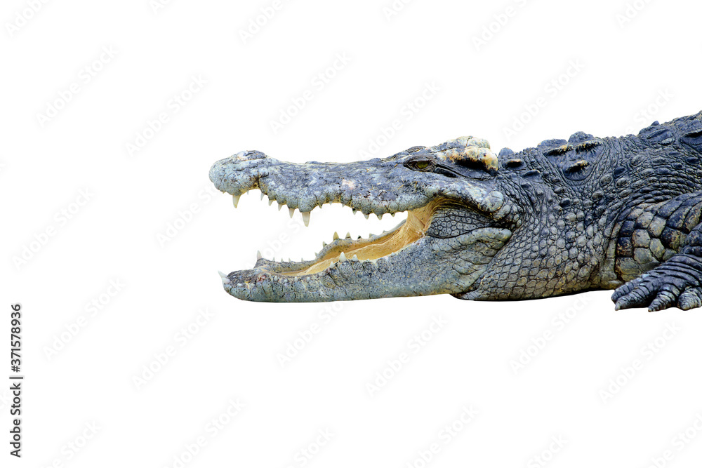 Fototapeta premium crocodile on white background.