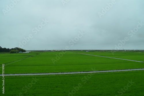 Rice field in Miyagi Prefecture, Japan