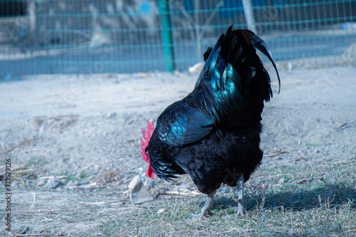 rooster in the grass