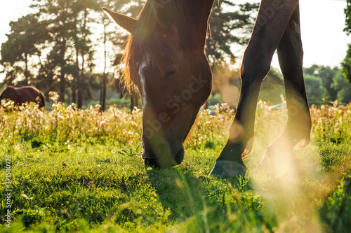 Horses graze in the meadow at a beautiful sunset in summer, defocused, tinted. Blurry focus