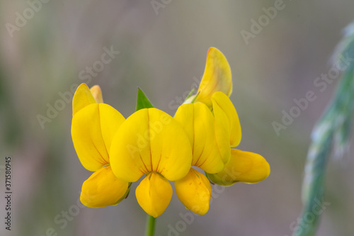 Common birds foot trefoil (lotus corniculatus) photo