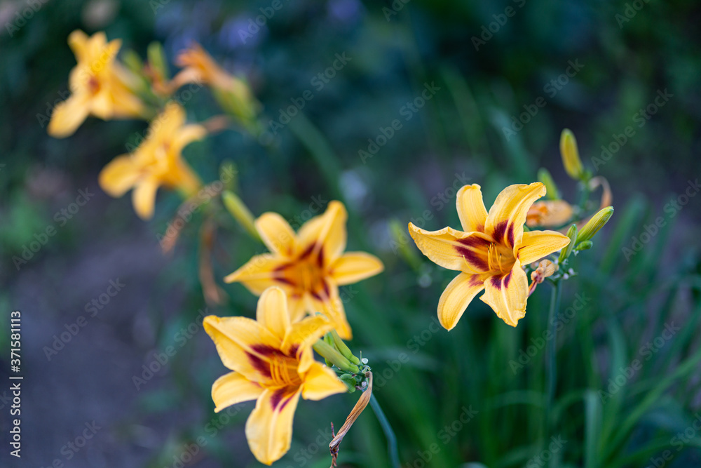 Yellow flower in the garden. Bokeh. Yellow flower in the garden. Bokeh.