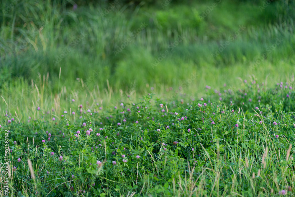 Wild cleaver flowers with grass Wild cleaver flowers with grass