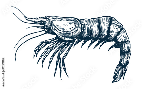 PRAWNS VECTOR