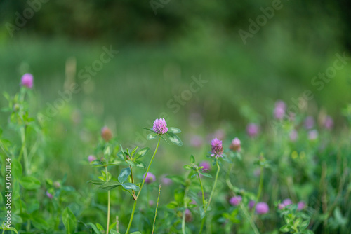 Clever flowers among green grass leaves.