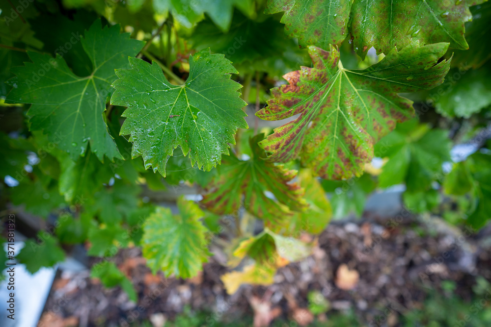 Rietheim Weilheim im Sommer