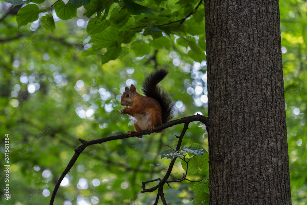 Squirrel sits on a branch and eats a nut. Squirrel sits on a branch and eats a nut.