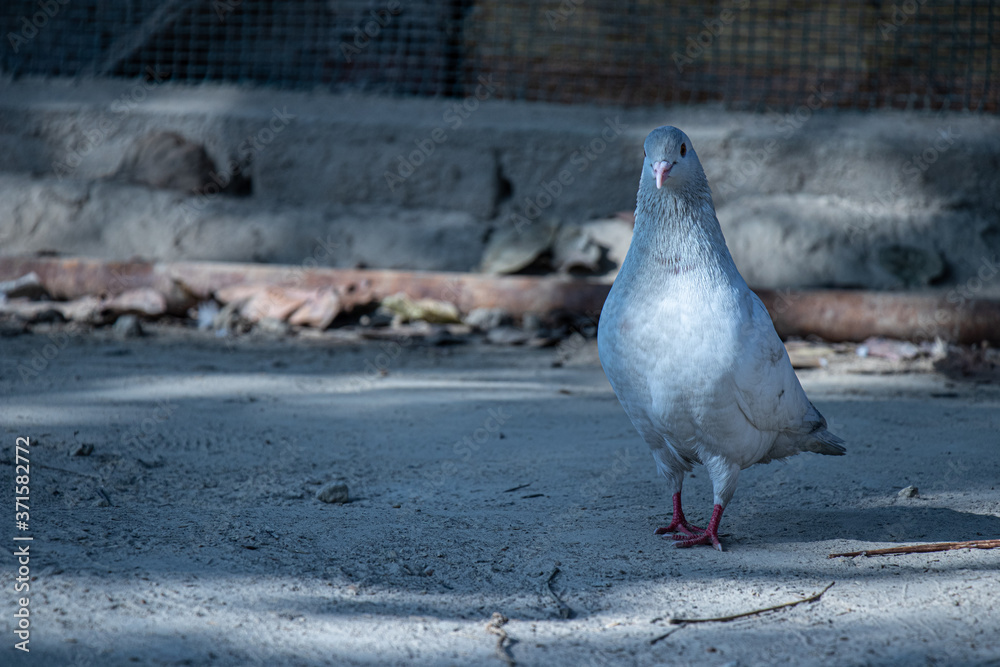 Fototapeta premium pigeons on the street