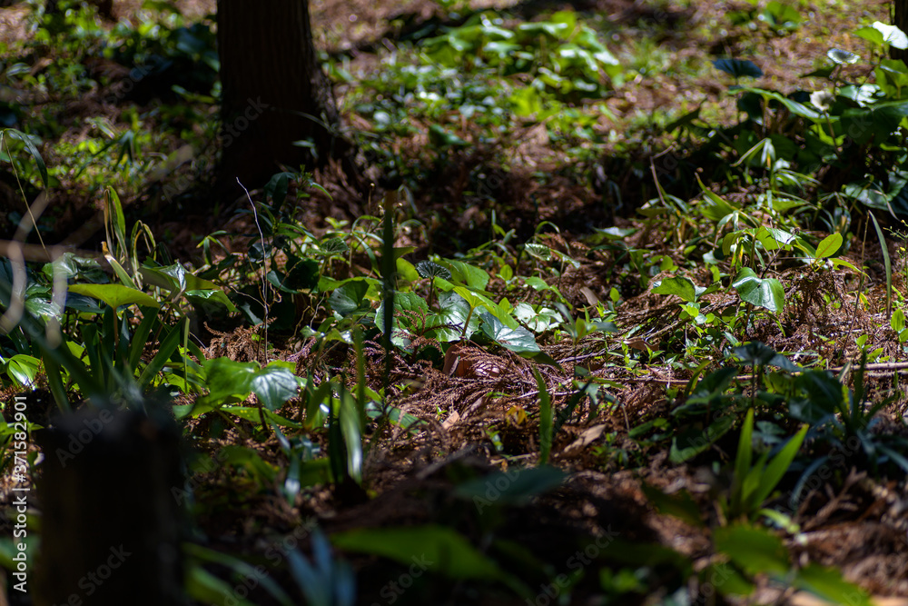 Obraz premium 緑の葉っぱ