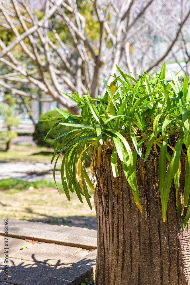 Obraz premium 緑の葉っぱ