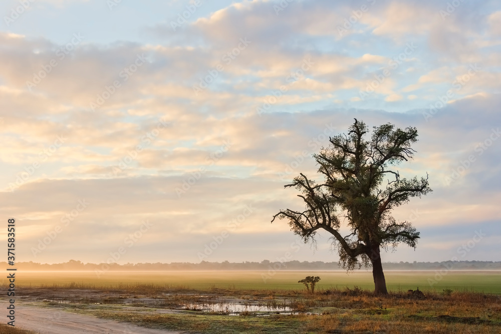 A large lonely tree in a meadow at dawn on a hot summer morning A large lonely tree in a meadow at dawn on a hot summer morning