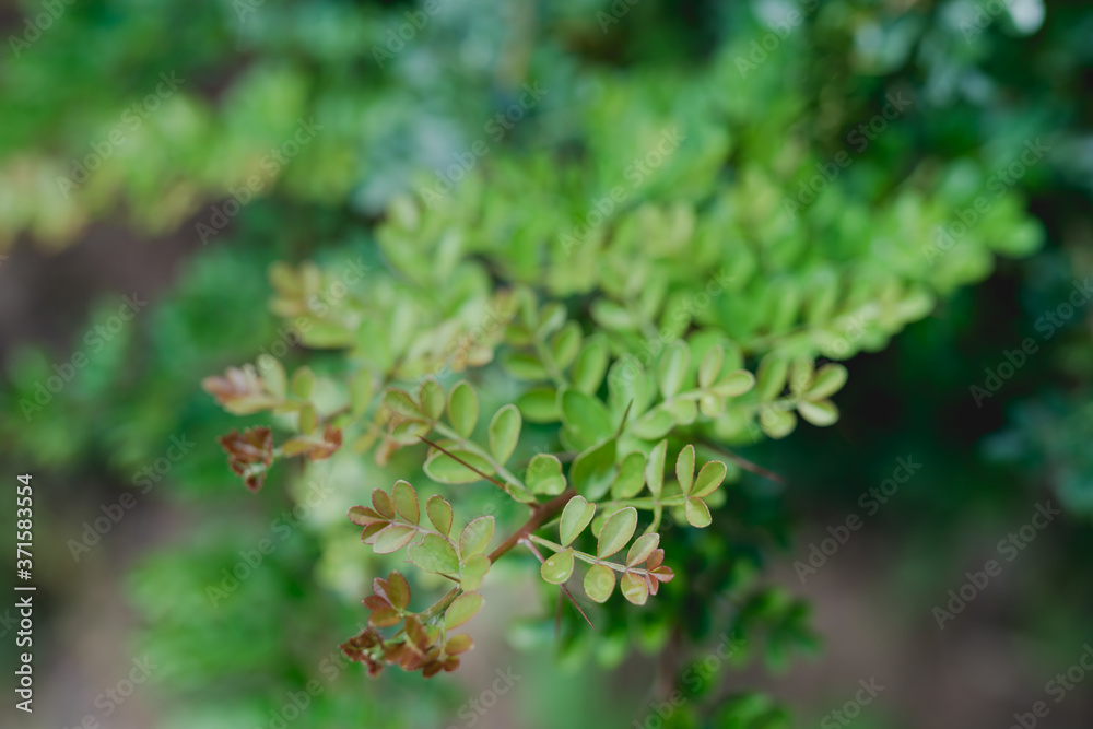 Sangha Stock Photo Adobe Stock