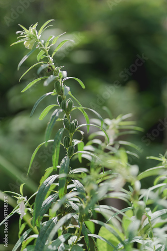 Sesame flower