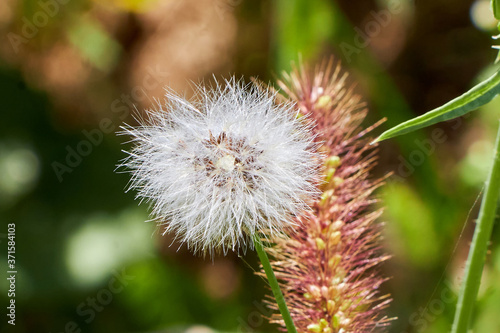 dandelion seed head